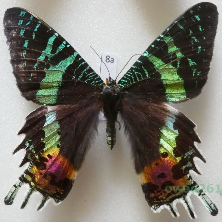 Chrysiridia rhipheus (Drury, 1773) Madagascar 82mm8a